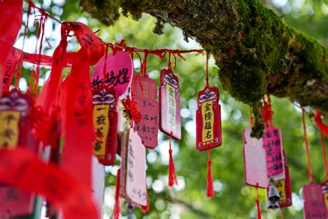 Rooted in Love: 50+ Heartfelt Tree Wishes for Every Occasion