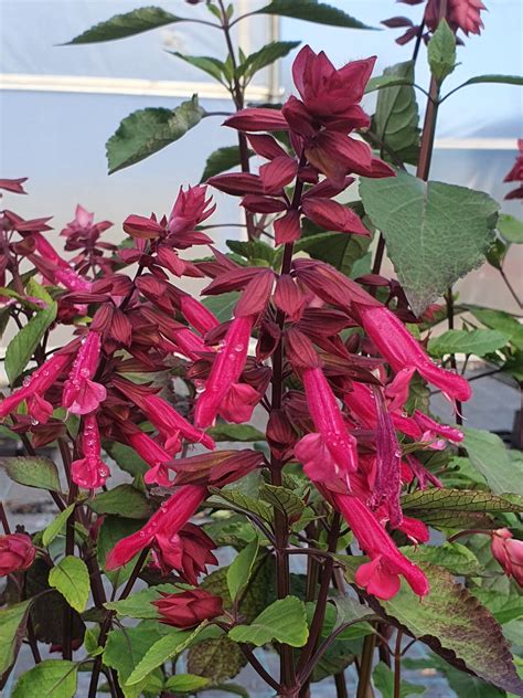 Wendy's Wish Salvia: 50+ Perfect Messages for Your Thoughtful Gift