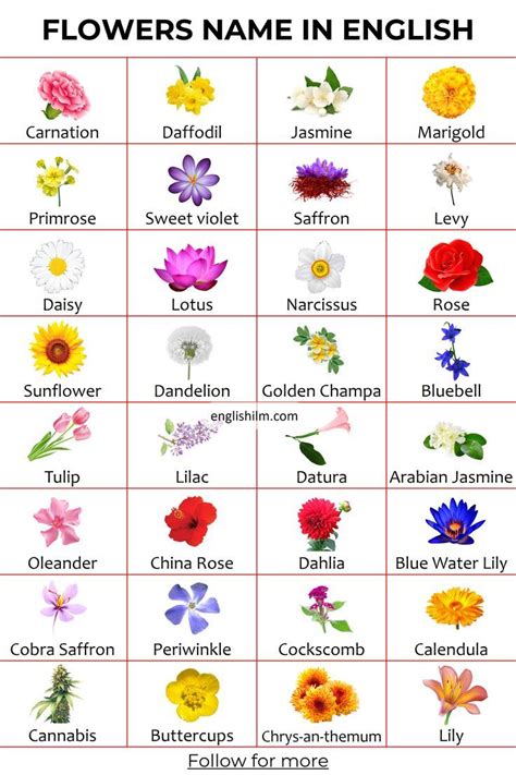 The Perfect Wish Flower Name: What to Write for Every Occasion and Bloom