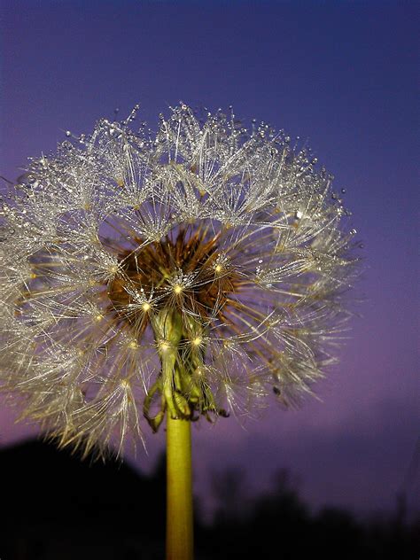 What to Write on the Card: 50+ Heartfelt "Wish Flowers" Messages for Any Occasion