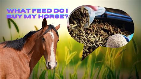 Wishing You the Best: A Creative Guide to Messages Inspired by "Wish Horse Feed Has the Most Fat"
