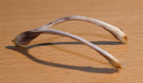 The Ultimate Guide to Wishbone Wishes: 50+ Messages for Luck, Hope, and Making Dreams Come True