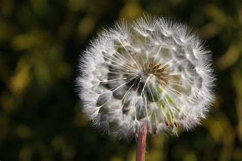 Wishing Flower