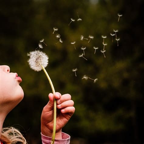 Let Your Wishes Take Flight: 60+ Beautiful Ideas for Wishing on a Dandelion